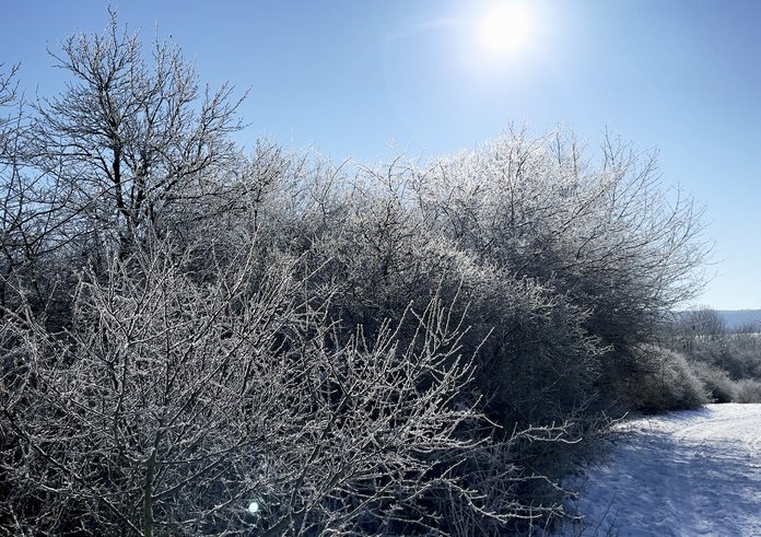 Frost_(50986635806)