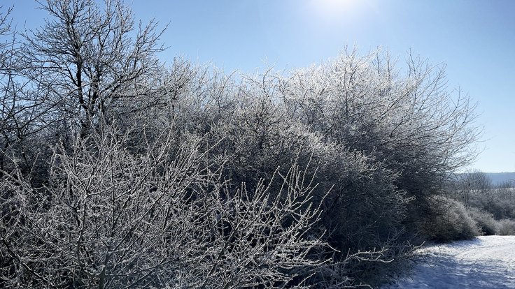 Frost_(50986635806)