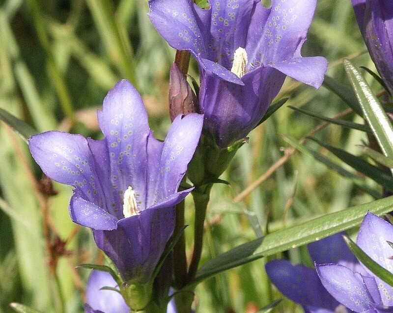 Gentiana_pneumonanthe_130805a