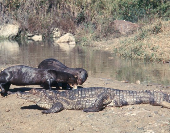 Giant_otters_standing_near_crocodile_-_DPLA_-_e843620961f45ae2841985d10dac6188.jpg