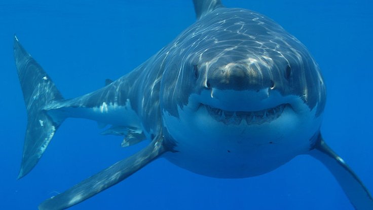 Great_white_shark_south_africa