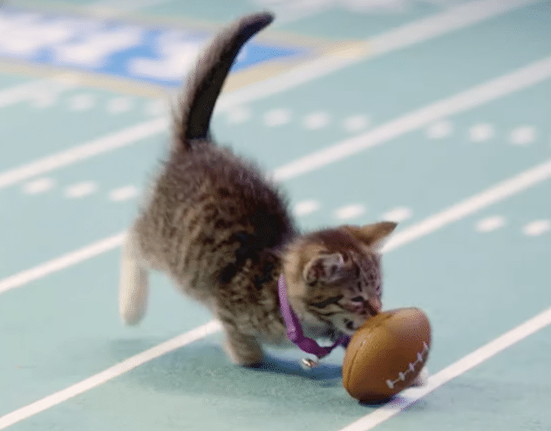 Hallmark-kitten-bowl.png