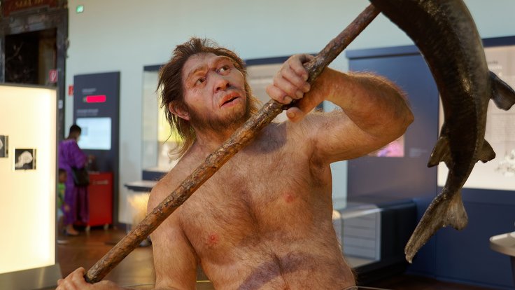 Homo erectus