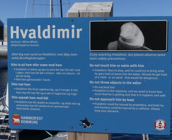 Hvaldimir_sign