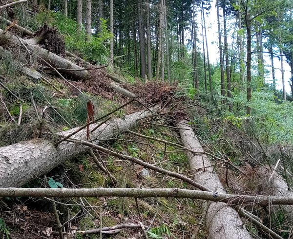 spadané dřevo