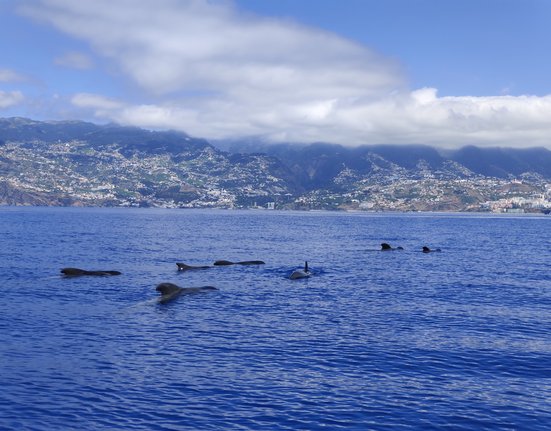 Madeira