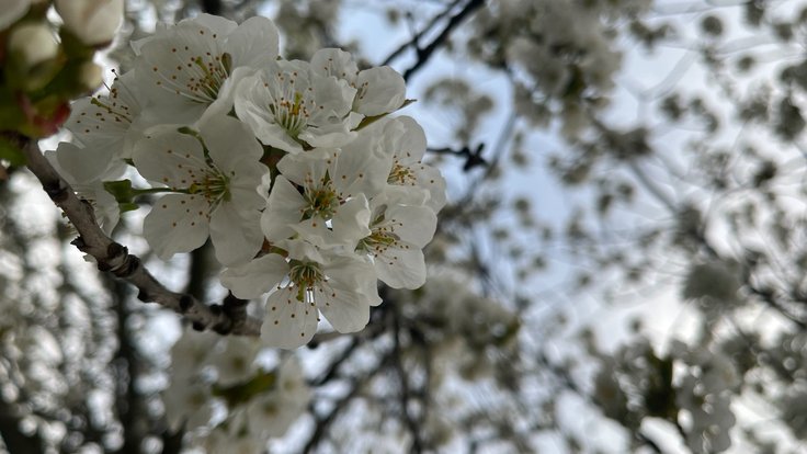 kvetoucí třešeň