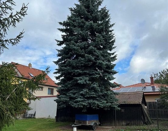 12 metrový smrk pichlavý z Telče bude letošním vánočním stromem Jihlavy.