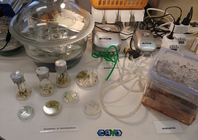 In vitro kultury v ruznych kultivacnich nadobach_20250117_101758