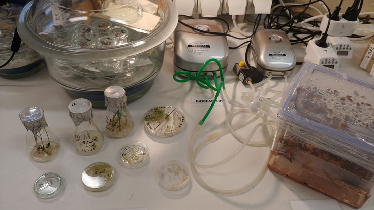 In vitro kultury v ruznych kultivacnich nadobach_20250117_101758