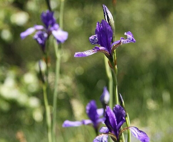 Iris_sibirica_in_natural_monument_Novoveska_draha_in_2011_(33)