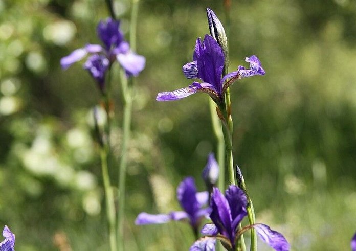 Iris_sibirica_in_natural_monument_Novoveska_draha_in_2011_(33)