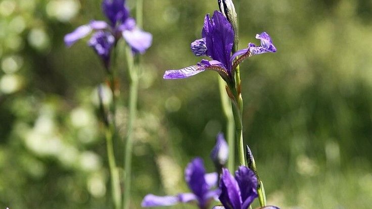 Iris_sibirica_in_natural_monument_Novoveska_draha_in_2011_(33)