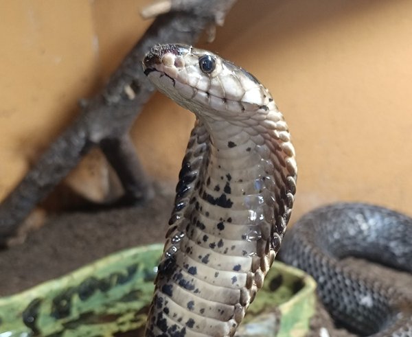 Kobra guineensis 3