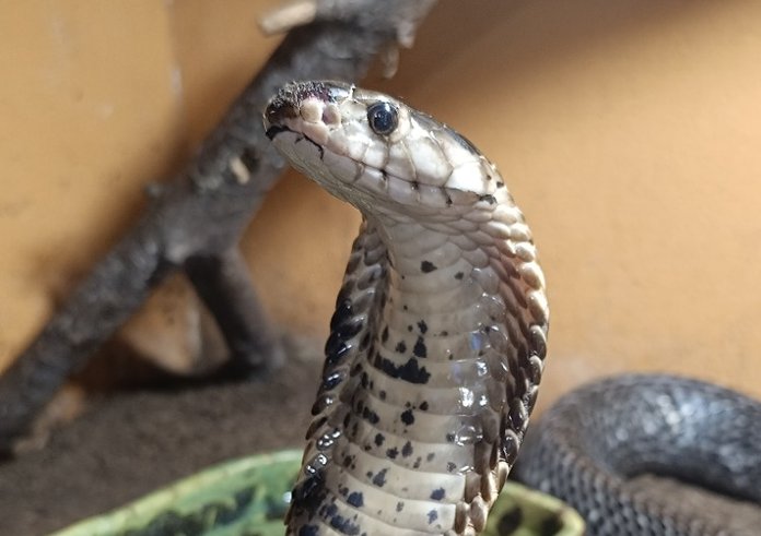 Kobra guineensis 3