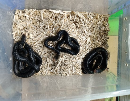 Kobra guineensis po vylíhnutí.jpg