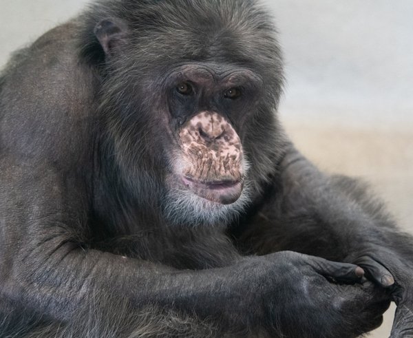Šimpanz Kuba v Zoo Liberec