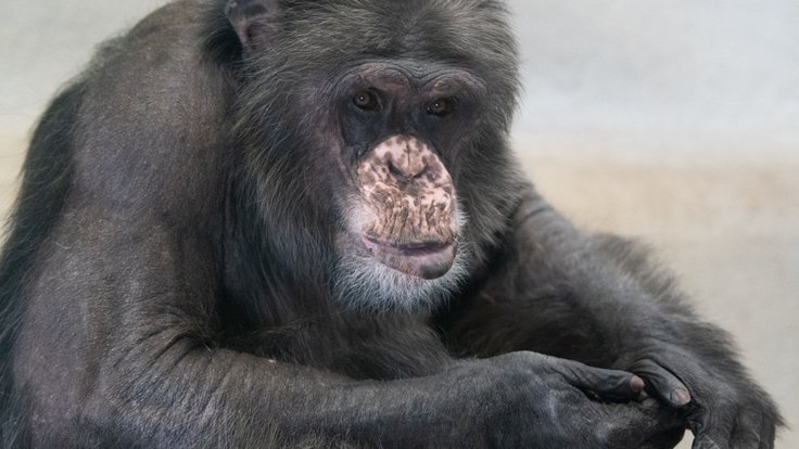 Šimpanz Kuba v Zoo Liberec