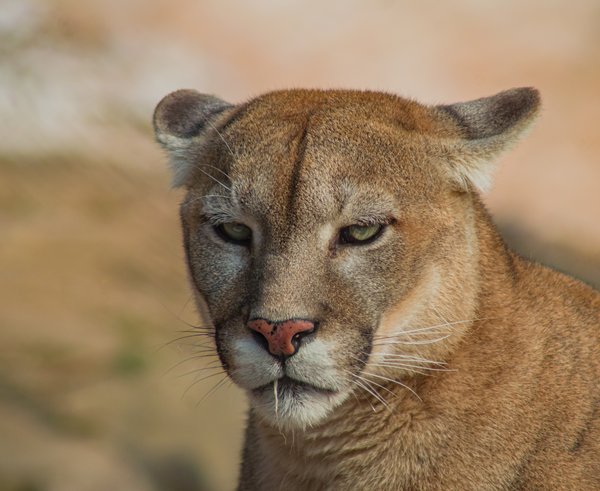 Puma americká