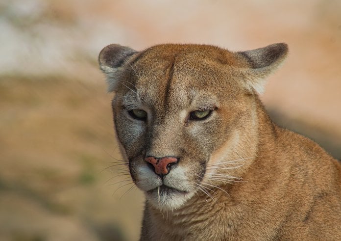 Puma americká