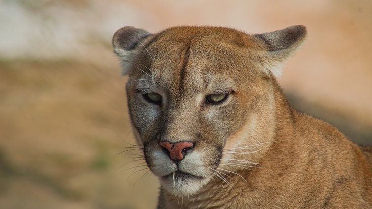 Puma americká