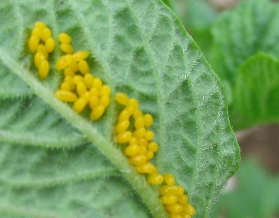 Leptinotarsa-decemlineata-eggs