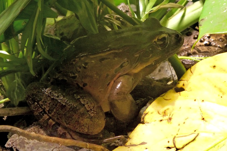 Leptodactylus fallax