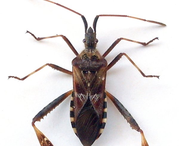 Leptoglossus_occidentalis_g3