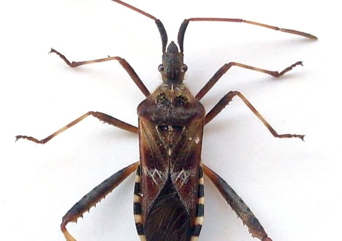 Leptoglossus_occidentalis_g3