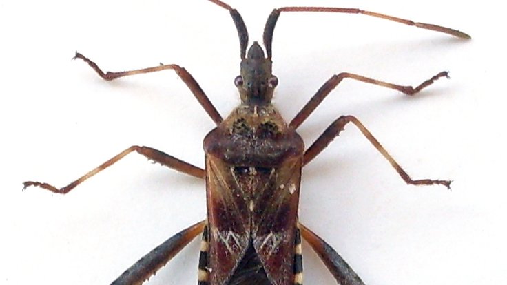 Leptoglossus_occidentalis_g3