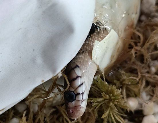 Líhnoucí se kobra guineensis.jpg