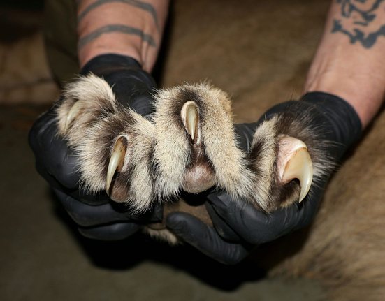 Lvíčata drápy IMG_8149_fullhd