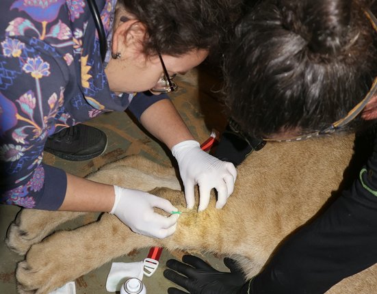 Lvíčata zákrok odběr krve IMG_8141
