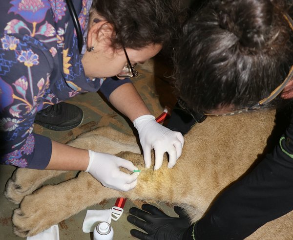 Lvíčata zákrok odběr krve IMG_8141