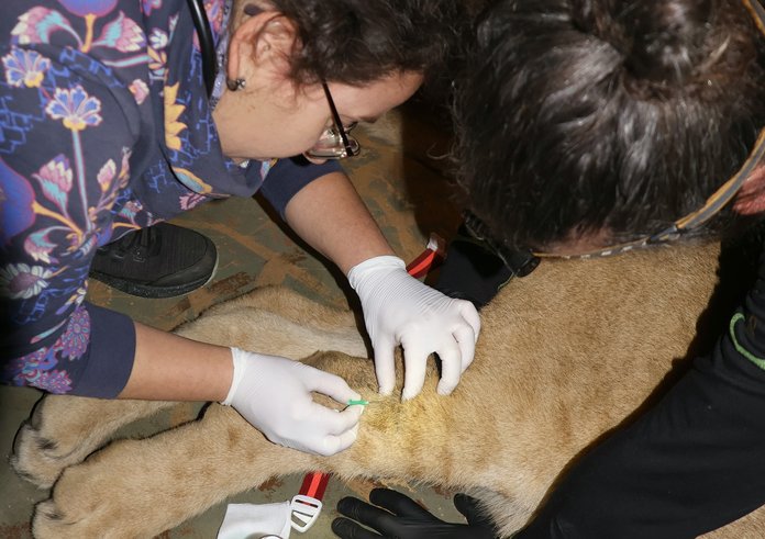 Lvíčata zákrok odběr krve IMG_8141