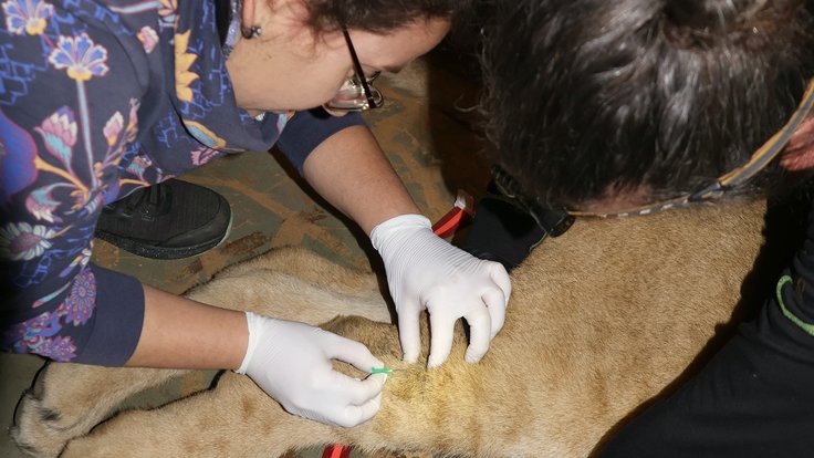 Lvíčata zákrok odběr krve IMG_8141