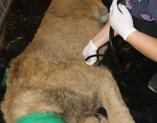 Lvíčata zákrok poslech  IMG_8198