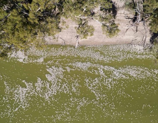 Miliony mrtvých ryb u australského městečka Menindee.