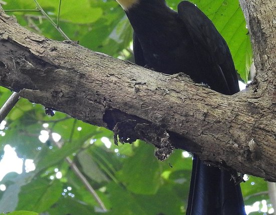 Male_of_Sulawesi_Hornbill