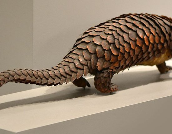 Manis_pentadactyla_pangolin_à_queue_courte_Muséum_Lille_2016