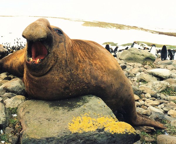 Mirounga_leonina_male