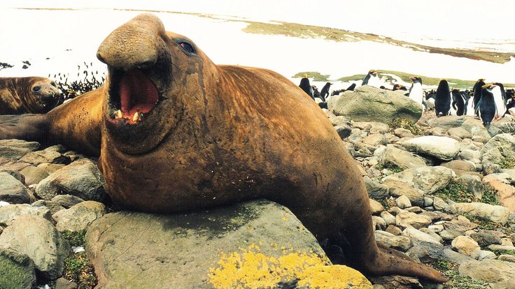 Mirounga_leonina_male