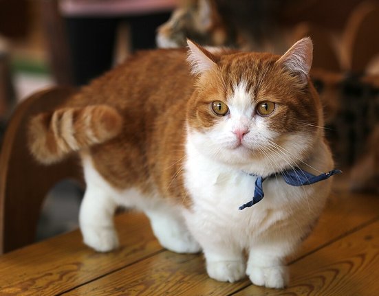 Munchkin_cat_2_(cropped).jpg