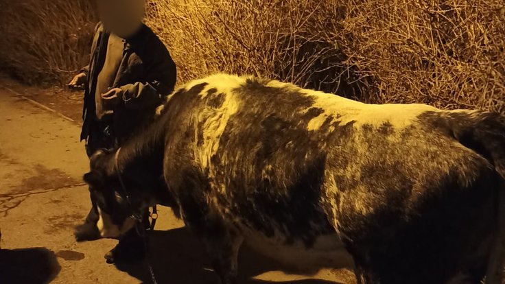 Muž v Praze venčil krávu
