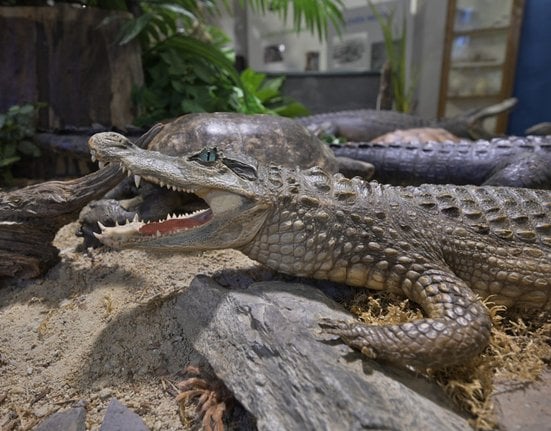 Expozice Zvířata z celého světa