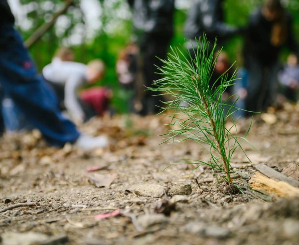 Nová výsadba v lesích