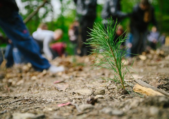 Nová výsadba v lesích