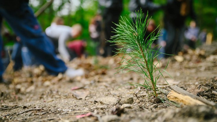 Nová výsadba v lesích