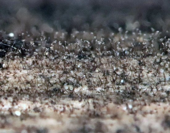 Pleurophragmium parvisporum