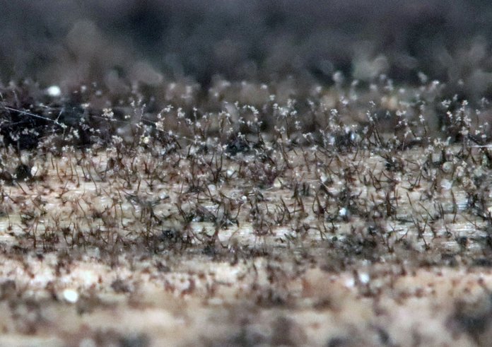 Pleurophragmium parvisporum